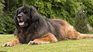 biggest dog in the world